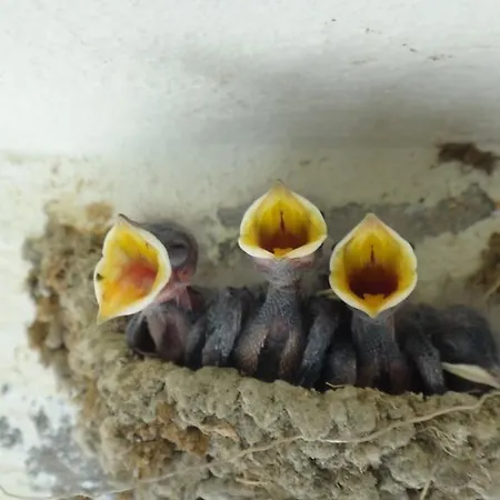 Hotel Lale Park Side