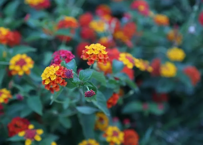 Lale Park Ξενοδοχείο 2*