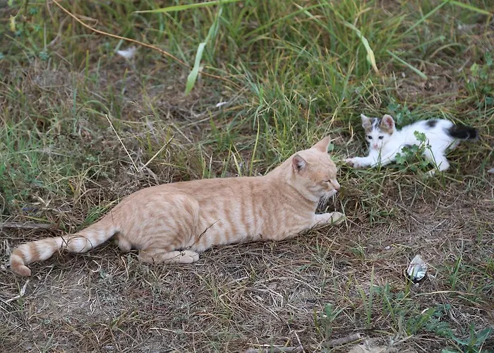 Lale Park Σιντέ