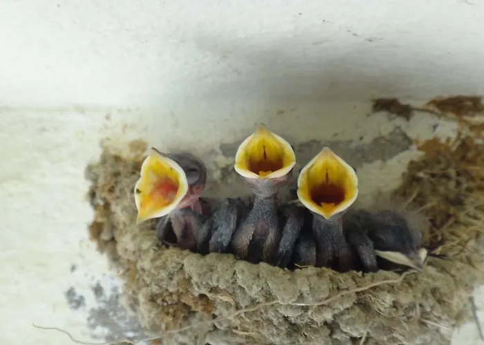 Ξενοδοχείο Lale Park Σιντέ