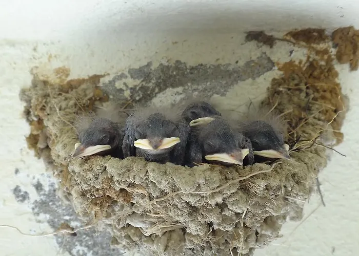 Ξενοδοχείο Lale Park